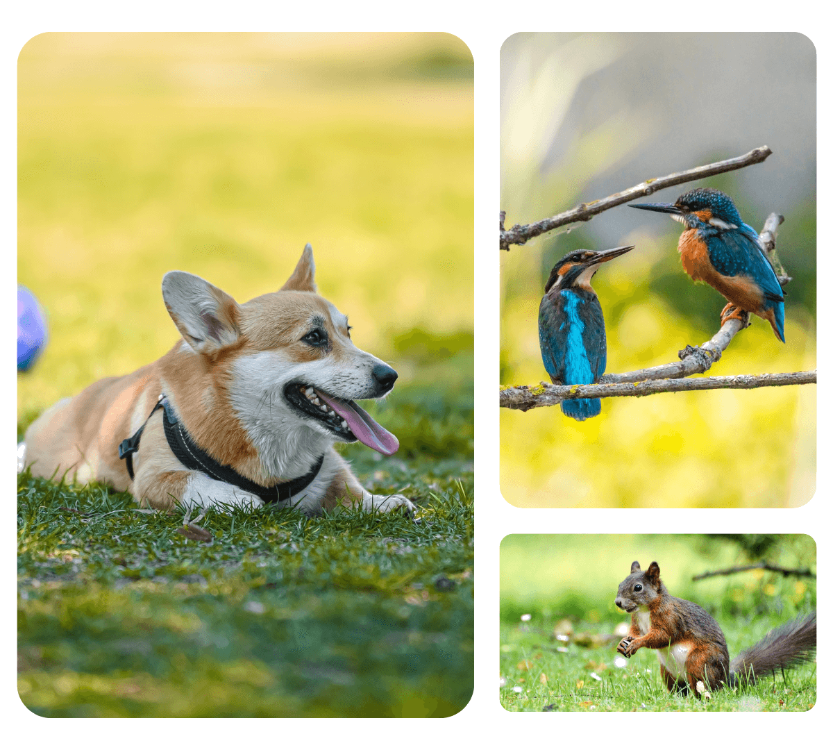 Best Veterinary Hospital In Hattiesburg Town And Country