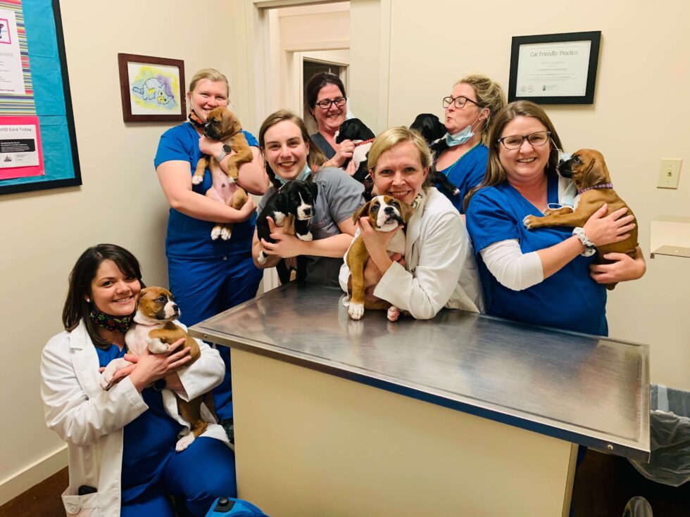Hattiesburg, MS 39402 Veterinarians Town And Country Animal Hospital