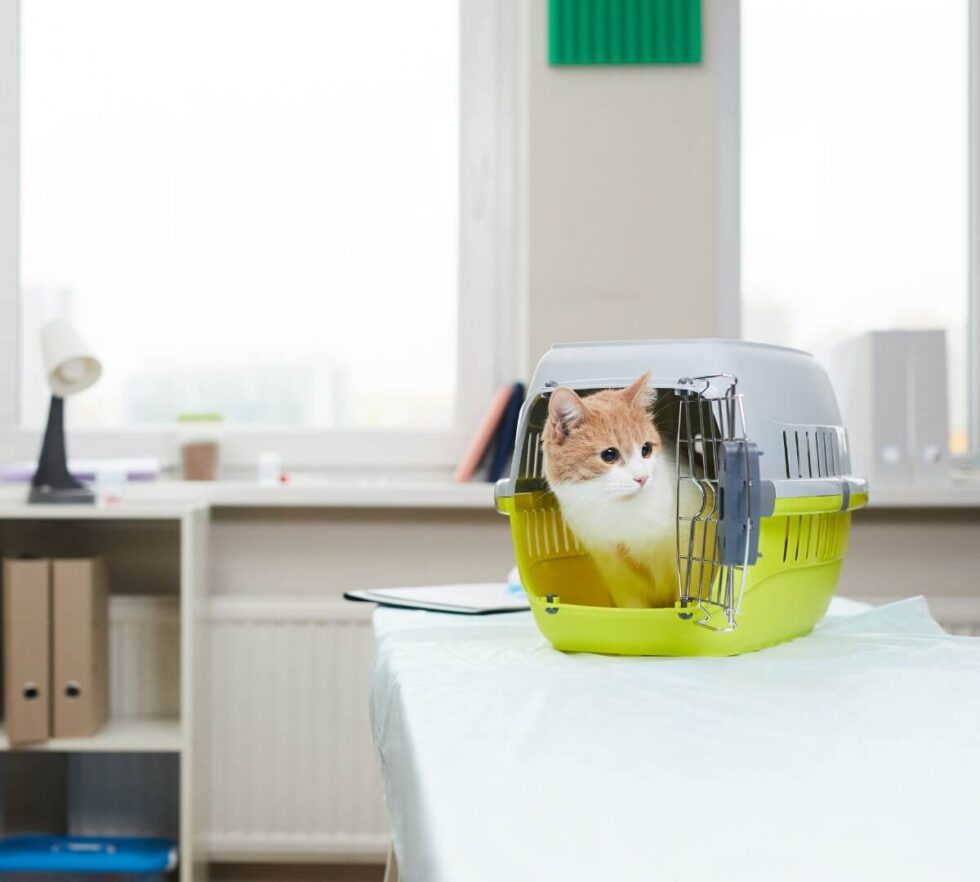 Pet Boarding In Hattiesburg, MS TCAH