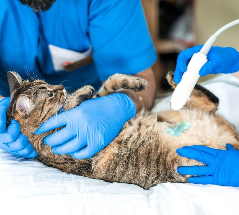 Hattiesburg, MS Veterinary Services TCAH