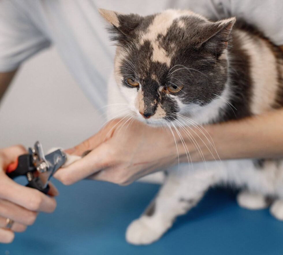 Pet Grooming In Hattiesburg, MS TCAH