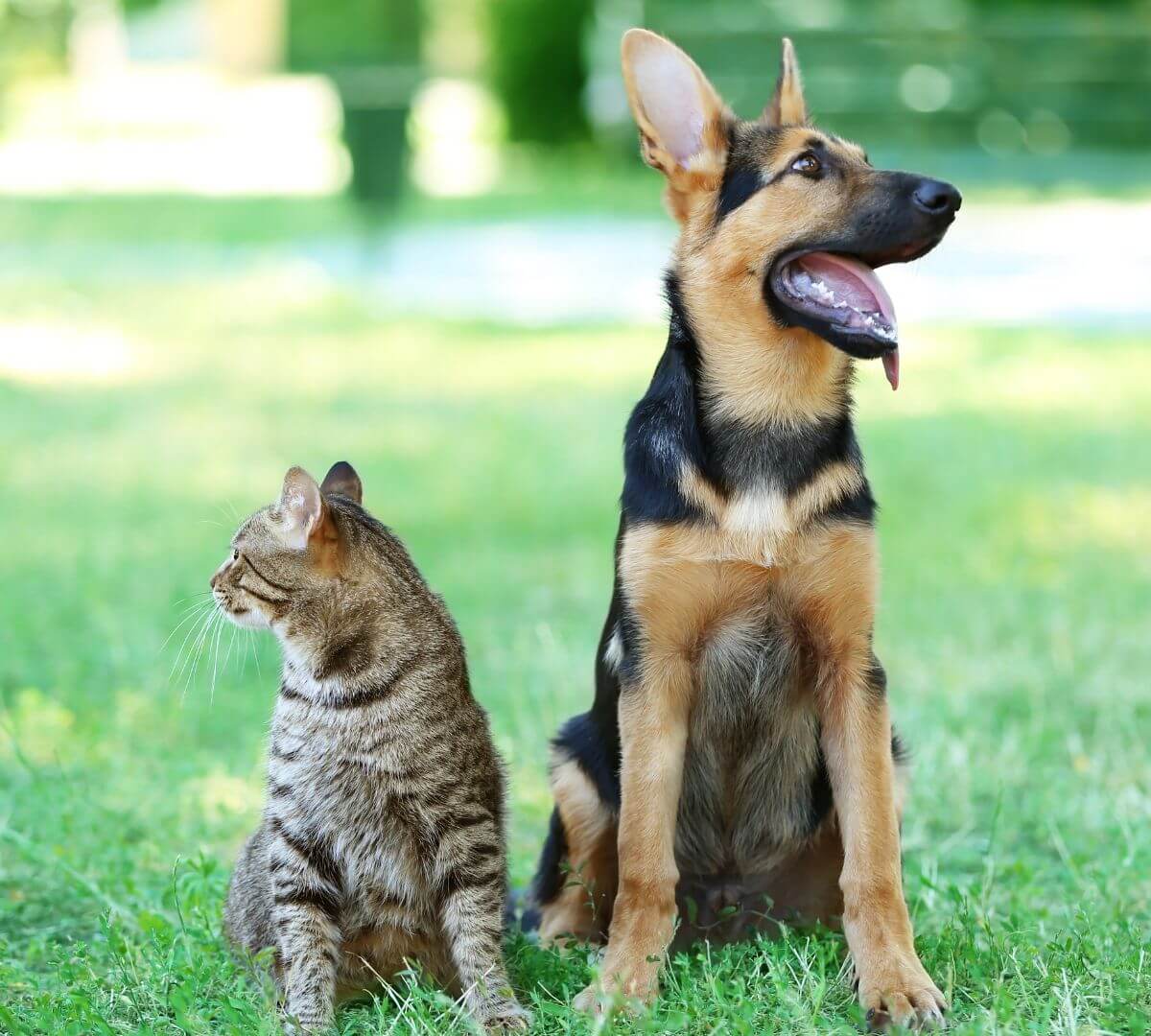 Hattiesburg, MS 39402 Veterinarians Town And Country Animal Hospital