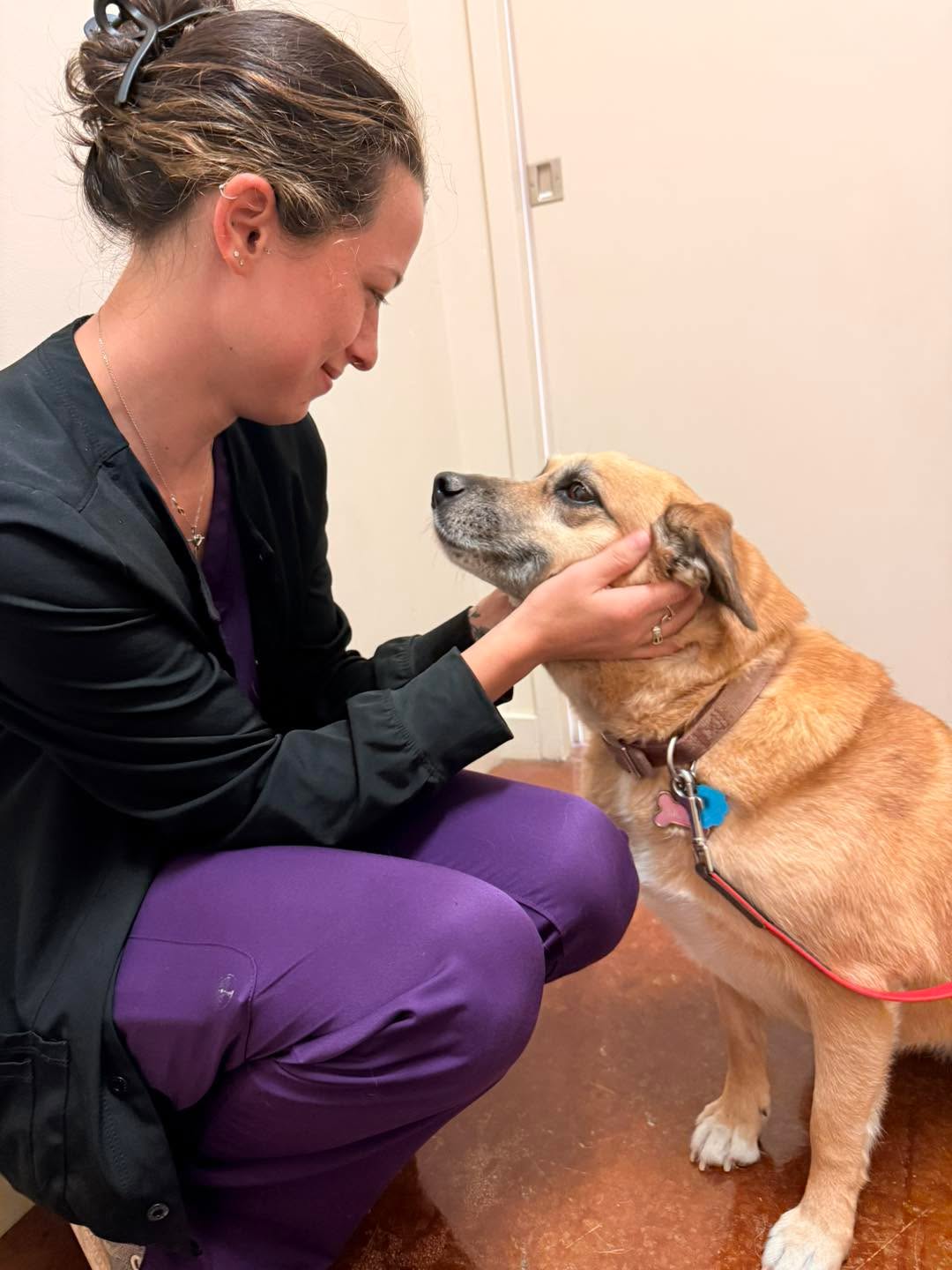 a vet touch a dog