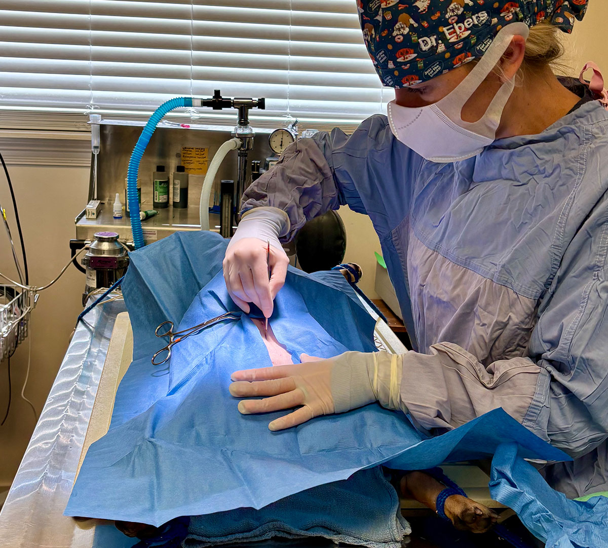 Veterinary surgeon performing a surgical procedure on a dog