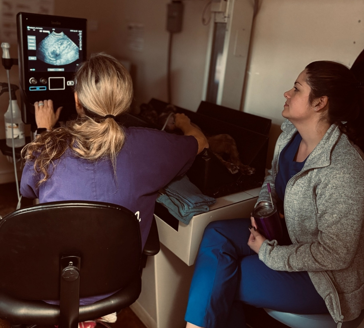 ultrasound of cat